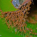 Weaver Ant