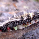 Pygaera Notodontiodae