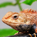 oriental garden lizard