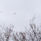 Turkey Vulture