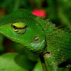 Common Green Forest Lizard