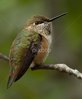 Hummingbird,  by Sheldon Bilsker - Animals Birds