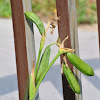 Louisiana Iris seed pods
