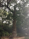 大願寺の大木