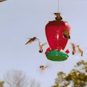 ruby throated hummingbirds