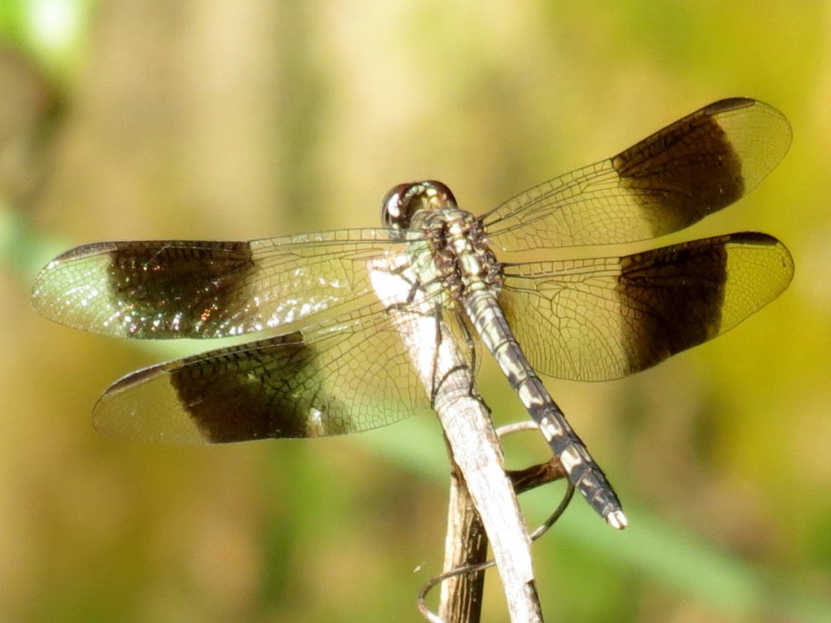 Four-spotted pennant