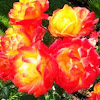 Flaming Orange Rose