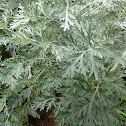 Artemisia (Wormwood)