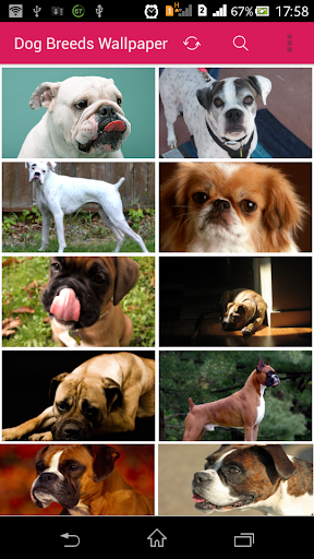 Dog Breeds Wallpaper