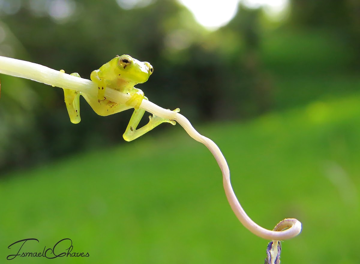 Glass frog