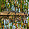 American Alligator (immature)