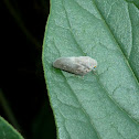 Citrus Flatid Planthopper