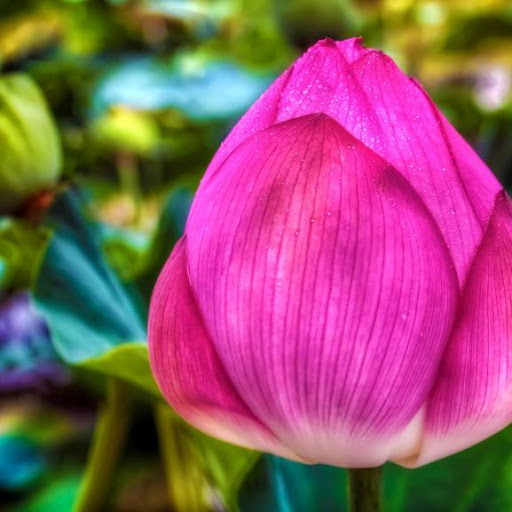 Best Lotus Flower Wallpaper HD