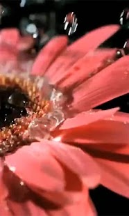 How to download Beautiful flower wallpaper lastet apk for laptop