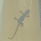 Four-clawed gecko