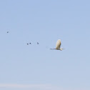 Great Egret