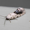 Small Bird Dropping Moth - Hodges#9095