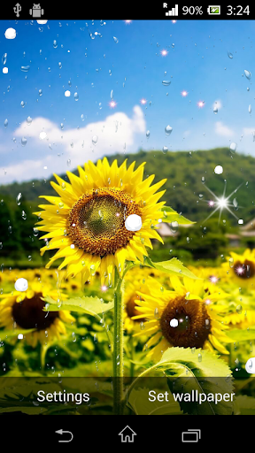 免費下載個人化APP|Sunflower live wallpaper app開箱文|APP開箱王