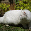 Traditional Persian Cat(Doll Faced)