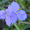 Virginia spiderwort