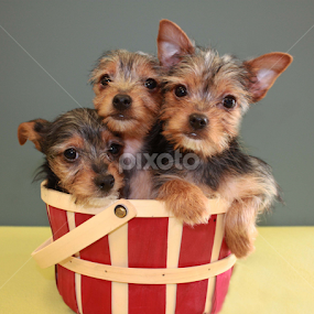 Yorkie Sibs by Sharon Scholtes - Animals - Dogs Puppies
