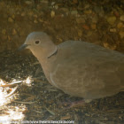 Eurasian Collared Dove