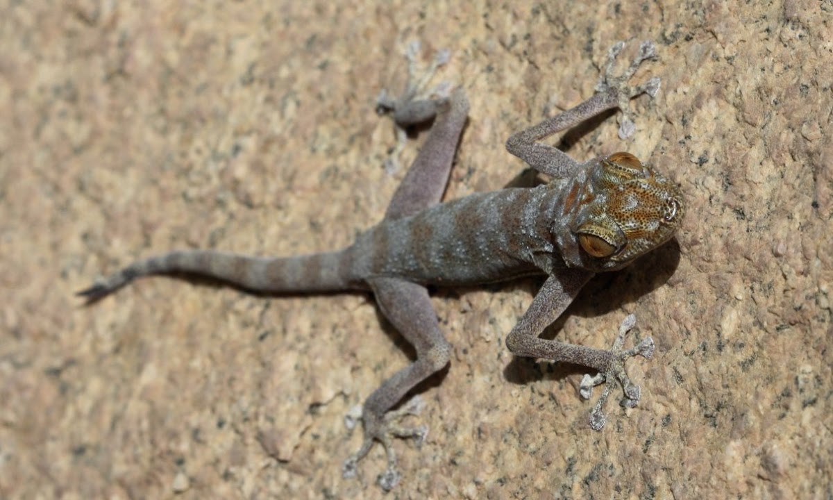 Egyptian Fan-Toed Gecko