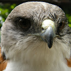 Red-backed hawk (Variable Hawk)