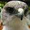 Red-backed hawk (Variable Hawk)