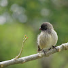 Pinzón pequeño de árbol (Small Tree Finch)