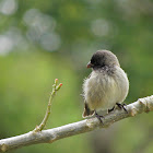 Pinzón pequeño de árbol (Small Tree Finch)