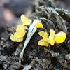 Tremella mesenterica