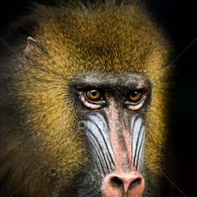 Mandrill V by Abeselom Zerit - Animals Other Mammals