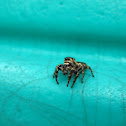 Unknown jumping spider