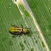 Western Corn Rootworm