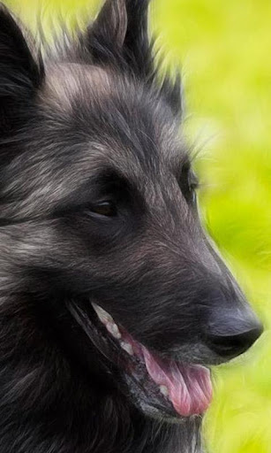 Belgian Sheepdog Wallpapers