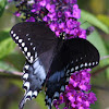 Spicebush Swallowtail, male