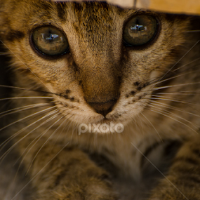 Baby eyes by Ani Das - Uncategorized All Uncategorized
