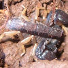 California Forest Scorpion