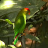 Sri Lanka Hanging Parrot