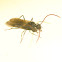 ?Parasitic wasp