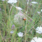 Lady Bug (Fünfpunktmarienkäfer)