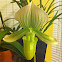 Ladies Slipper Orchid