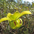 Yellow-winged or Pale Pitcher Plant