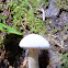 unknown mushroom