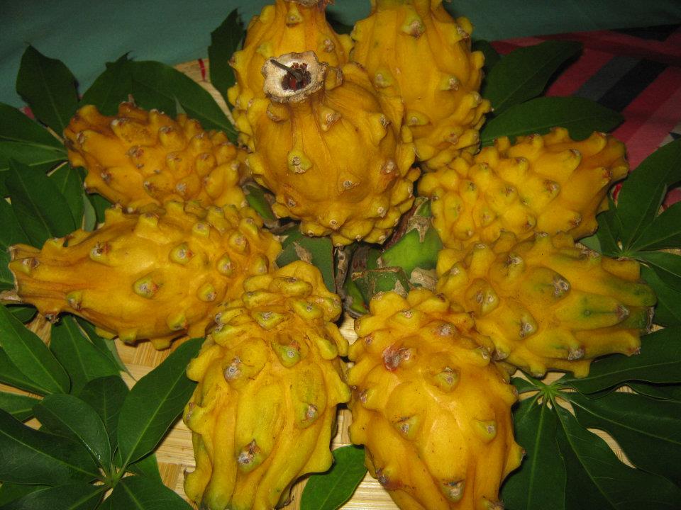 Yellow dragon fruit