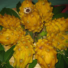 Yellow dragon fruit
