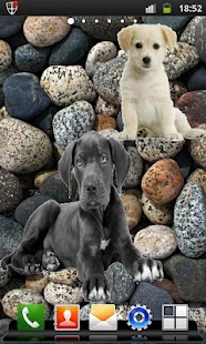 How to mod Animals Widgets 1.0 mod apk for pc