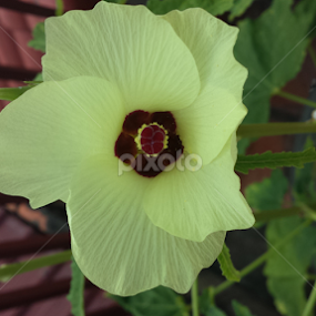 Flower French Corn  by Ou Chankosal - Flowers Single Flower
