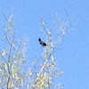 Phainopepla